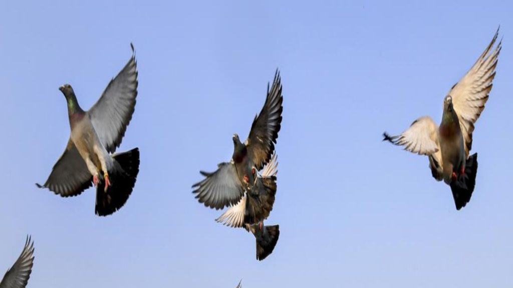எட்டாம் ஆண்டு இரட்டை சாதா புறா போட்டி… pigeons