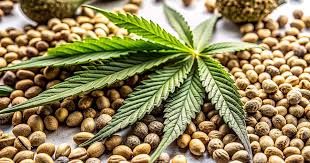 Everything You Need to Know About Marijuana Seeds NJ 0 Everything You Need to Know About Marijuana Seeds NJ 0